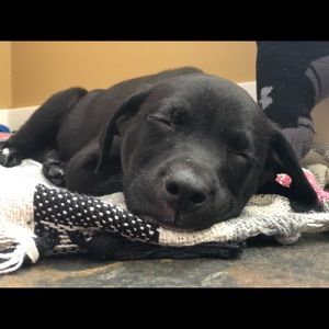 Meet your Posher, Maddy